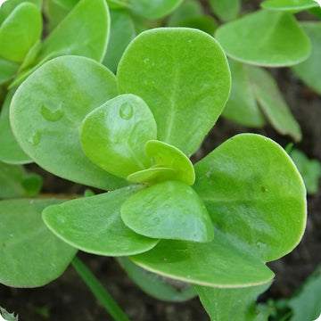 Golden Purslane Seeds – Vegetable Plant
