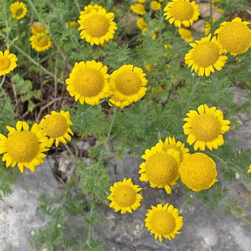 Golden Marguerite Seeds – Hardy Perennial

