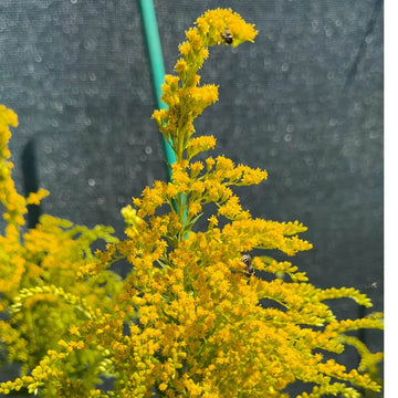 Goldenrod Seeds – Wildflower Heirloom Mix
