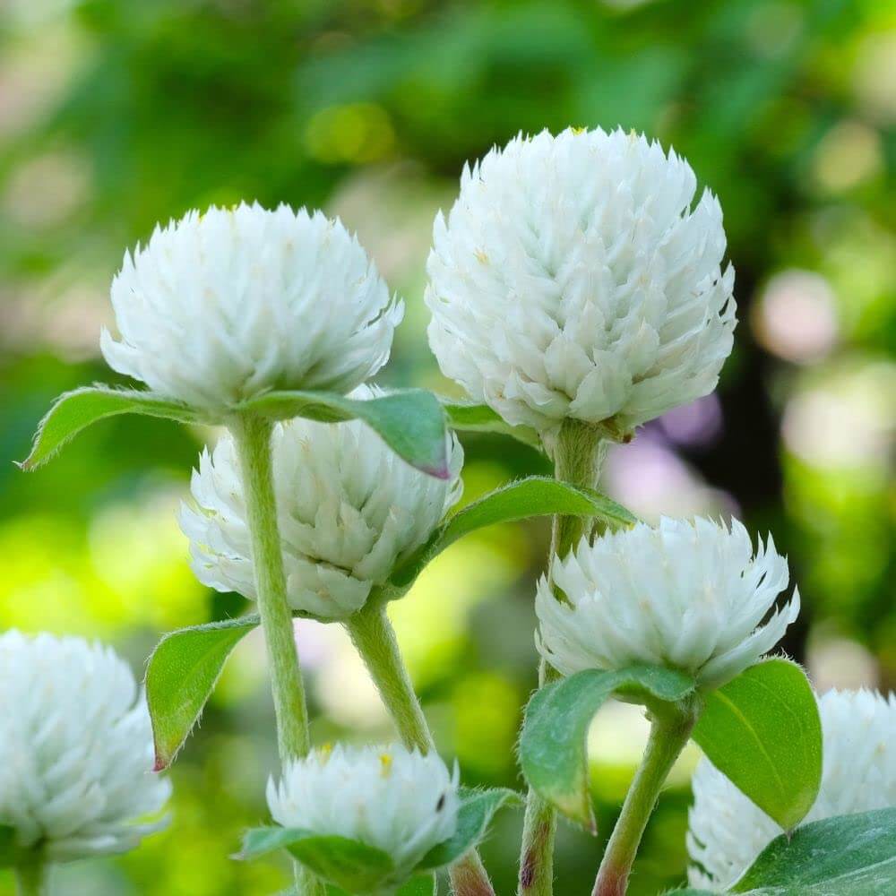 Gomphrena Seeds – Higro White