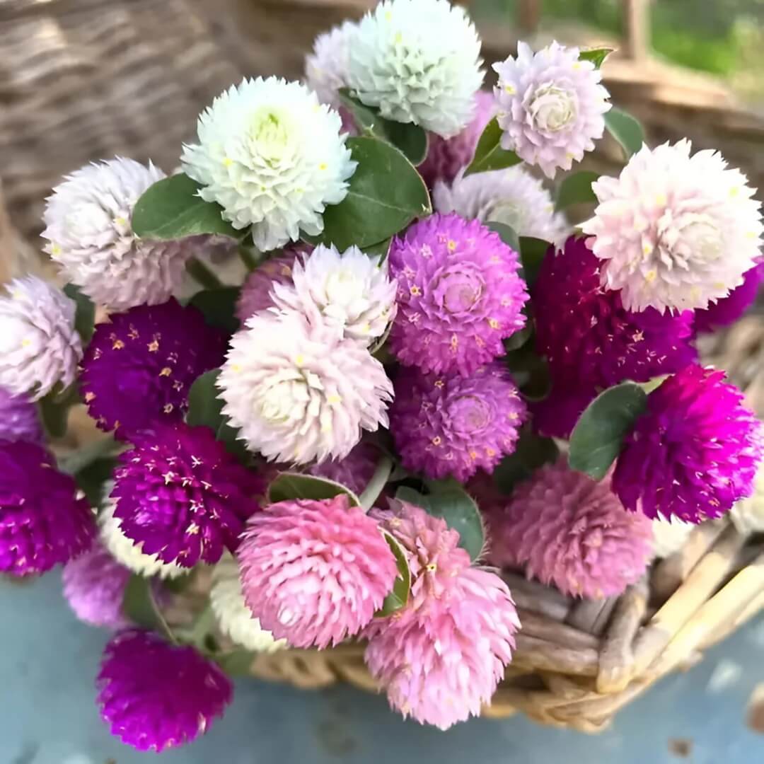 Gomphrena Seeds – Globosa Mixed