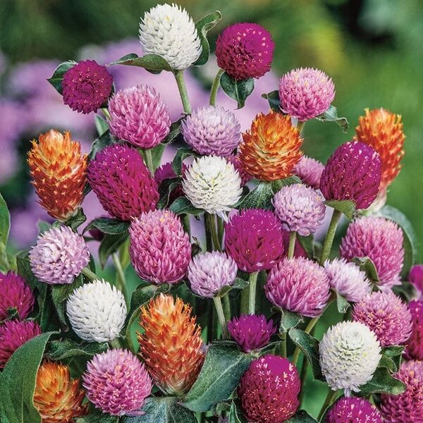 Gomphrena Seeds – Globosa Mixed