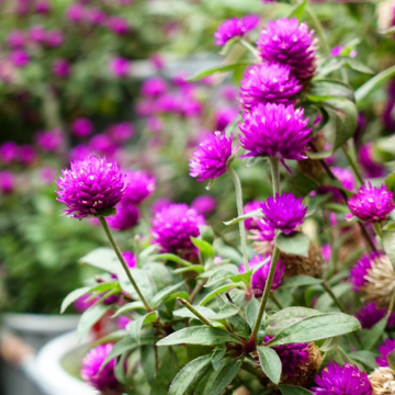 Gomphrena Seeds – Purple Globe Amaranth
