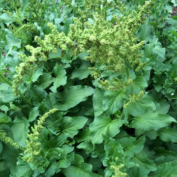 Good King Henry Seeds – Perennial Spinach
