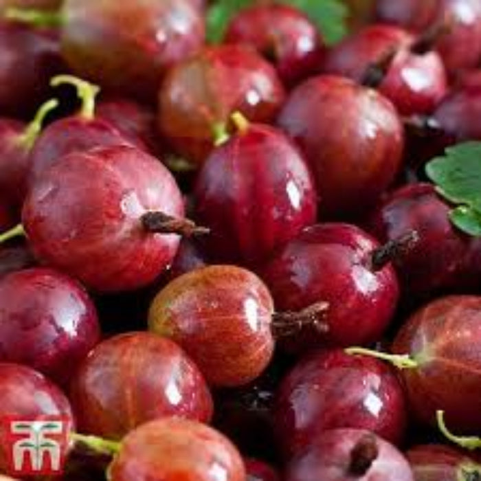 Gooseberry Seeds - Xenia Red