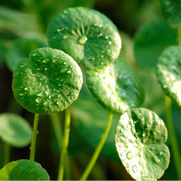Gotu Kola Seeds – Spadeleaf
