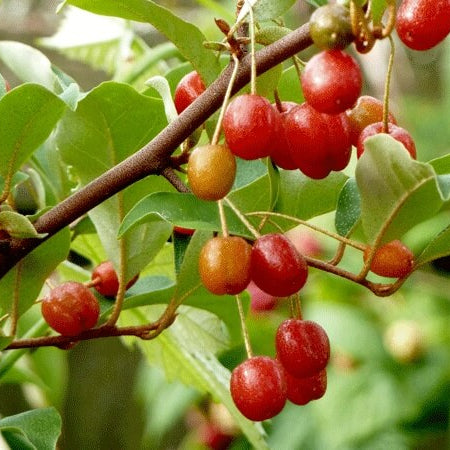 Goumi Berry Seeds