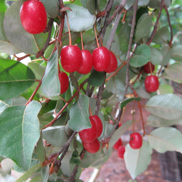 Goumi Berry Seeds for Planting