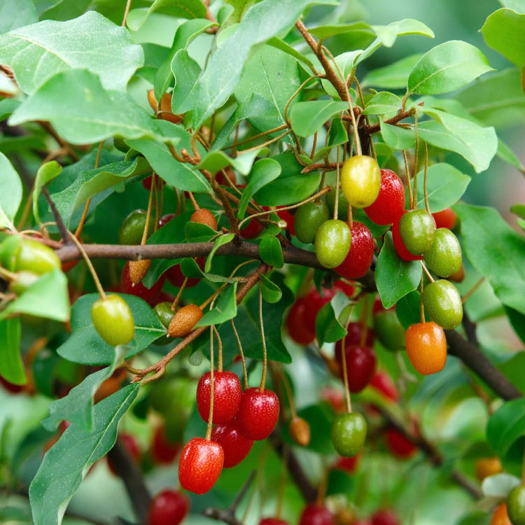 Goumi Berry Seeds for Planting