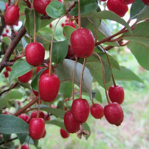 Goumi Berry Seeds for Planting