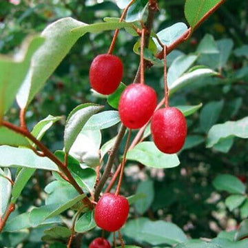 Goumi Berry Seeds for Planting