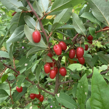 Goumi Berry Seeds for Planting