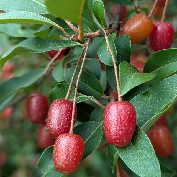 Goumi Berry Seeds for Planting