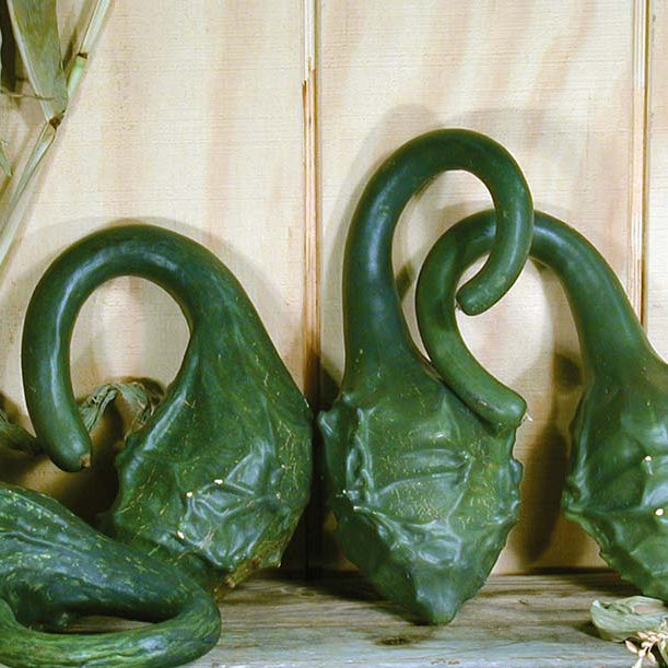 Gourd Seeds – Caveman's Club
