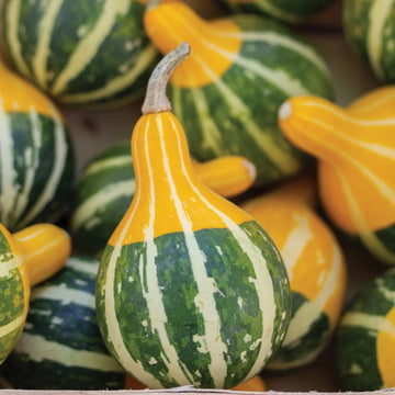 Gourd Seeds – Goblin Eggs
