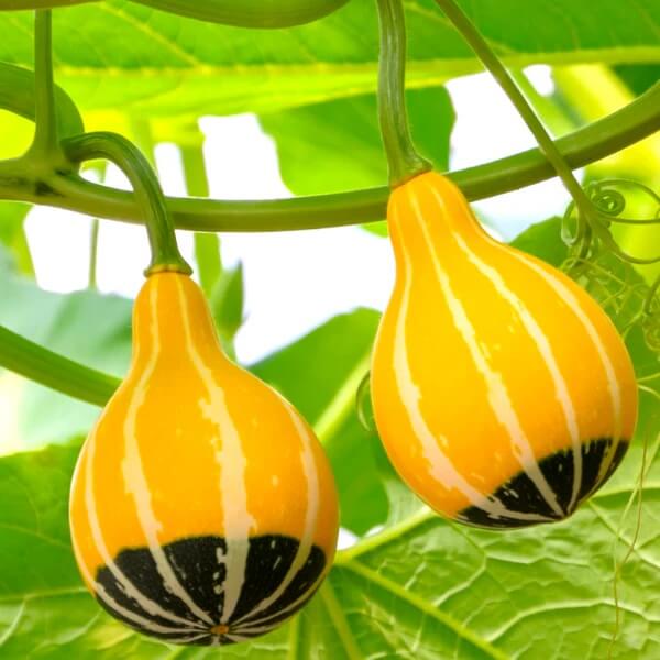 Gourd Seeds – Orange Black Ornamental 