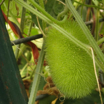 Gourd Seeds – Green Wooly Bear 