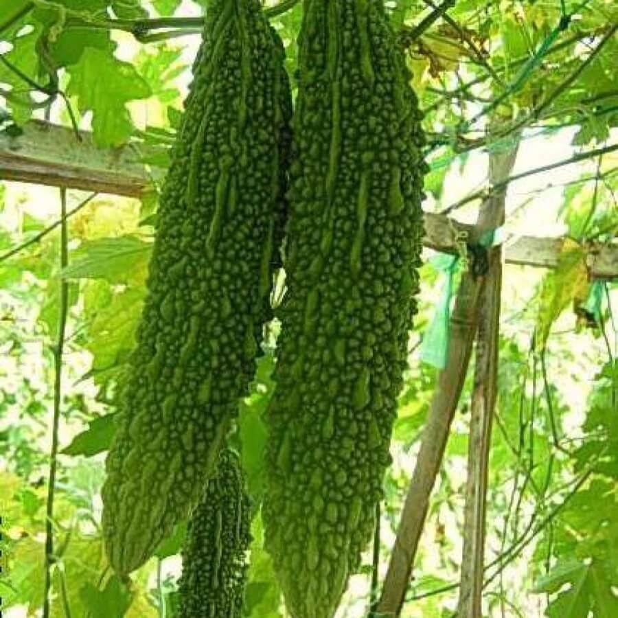 Gourd Seeds – Long Bitter 