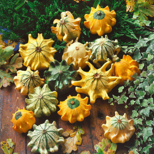 Gourd Seeds – Thorn 