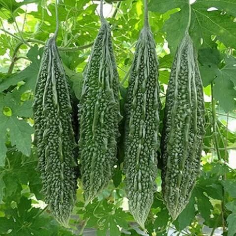 Gourd Seeds – Long Bitter 