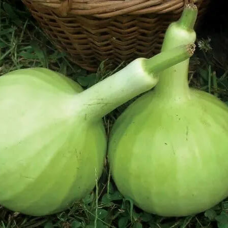 Gourd Seeds – Thai Bottle 