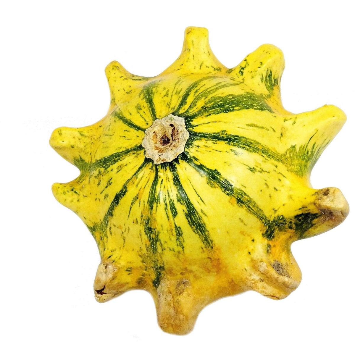 Gourd Seeds – Thorn 