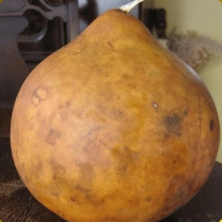 Gourd Seeds – Brown Bushel 