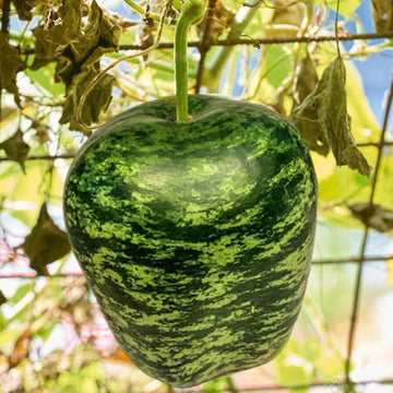 Gourd Seeds – Green 