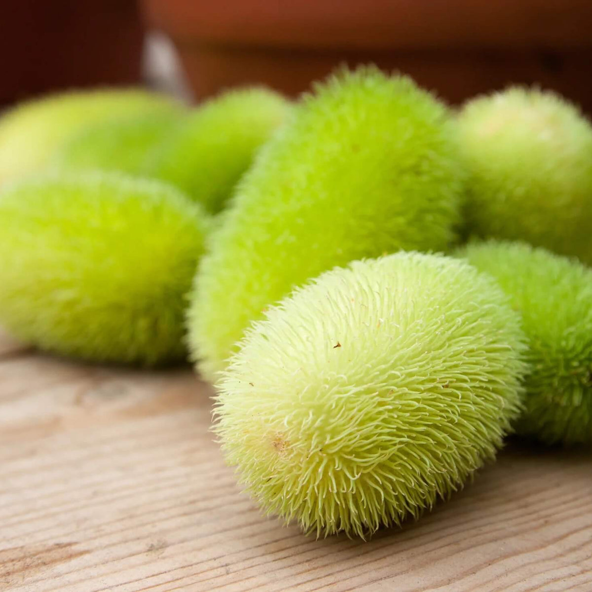 Gourd Seeds – Green Wooly Bear 