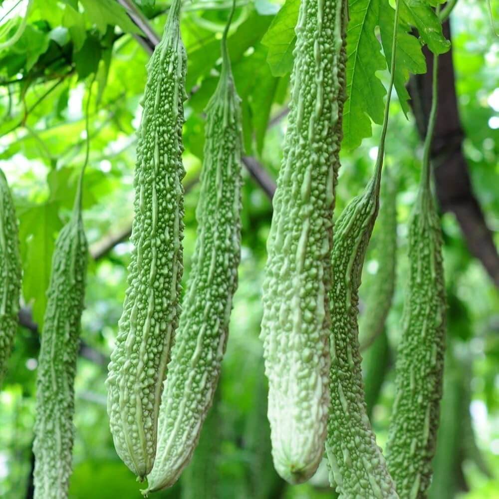 Gourd Seeds – Long Bitter 