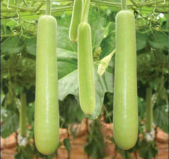 Gourd Seeds – Long Calabash 