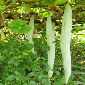 Gourd Seeds – Suakwa Snake 