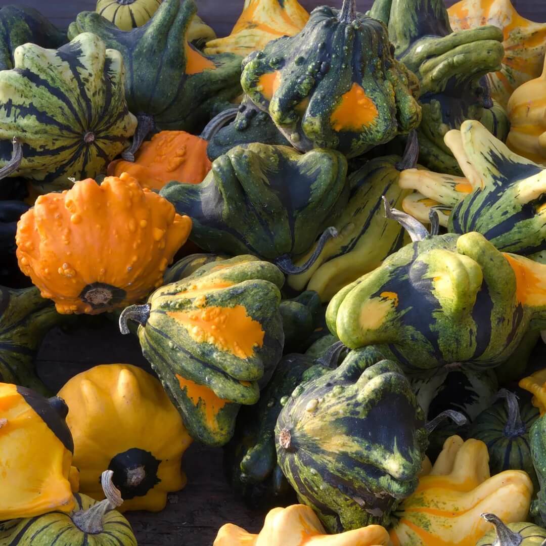 Gourd Seeds – Thorn 