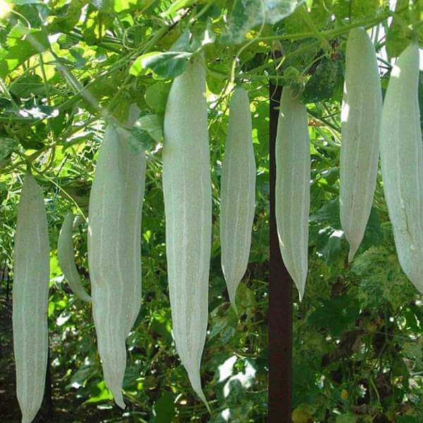 Gourd Seeds – Suakwa Snake 
