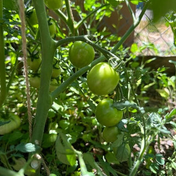 Gourmet Cherry Tomato Seeds