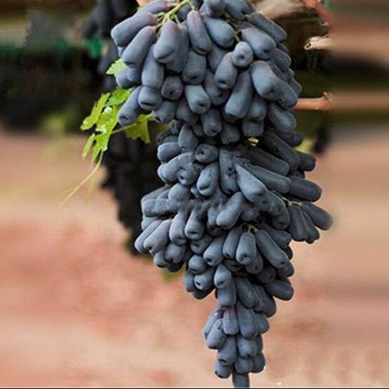 Grape Seeds – Black Finger