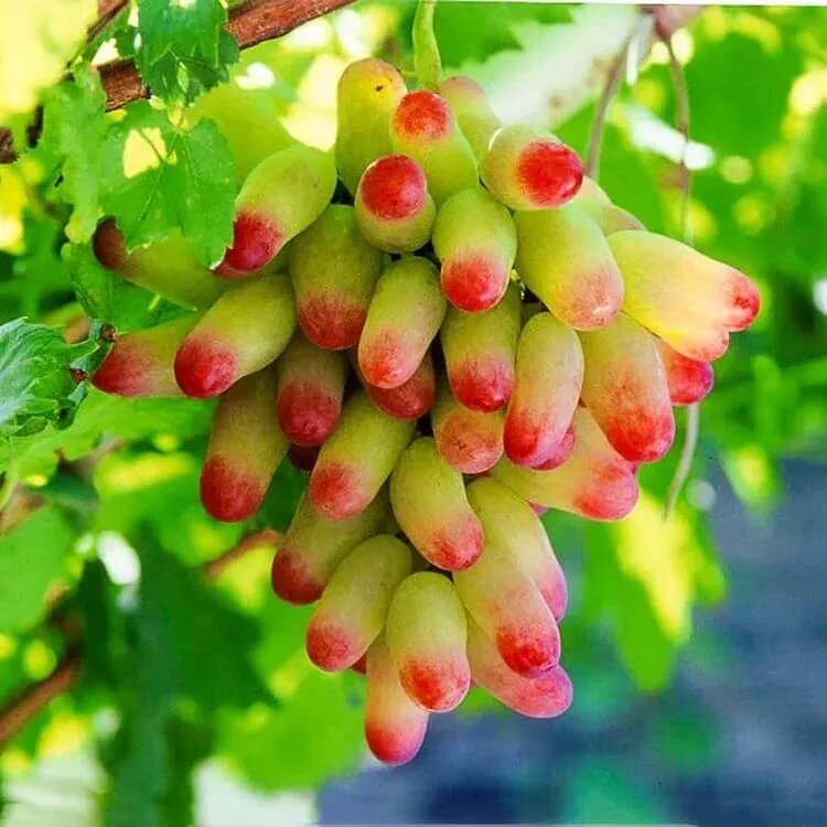 Grape Seeds – Green and Red