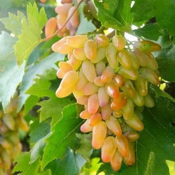 Grape Seeds – Green and Red
