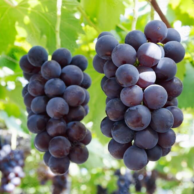Grape Seeds – Japanese Miniature