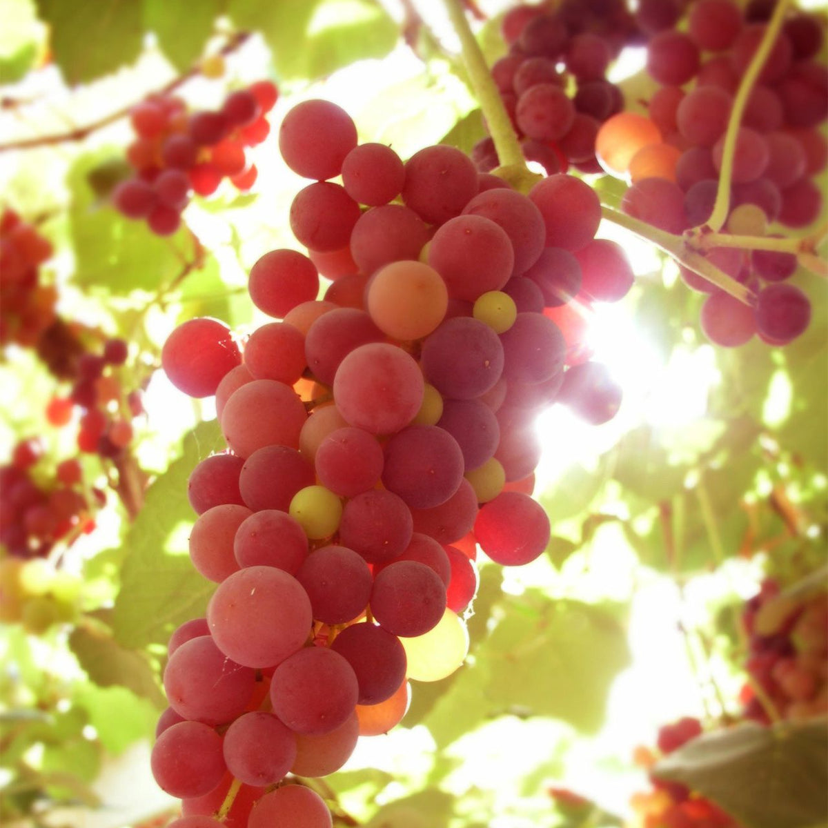 Grape Seeds – Red Concord

