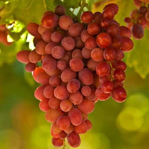 Grape Seeds – Seedless