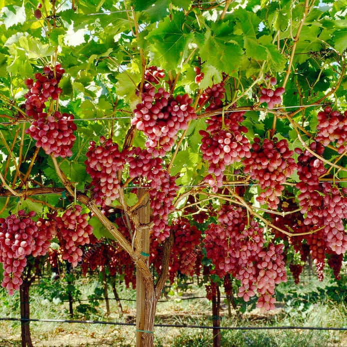 Grape Seeds – Seedless