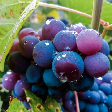 Grape Seeds – Blue Indigo
