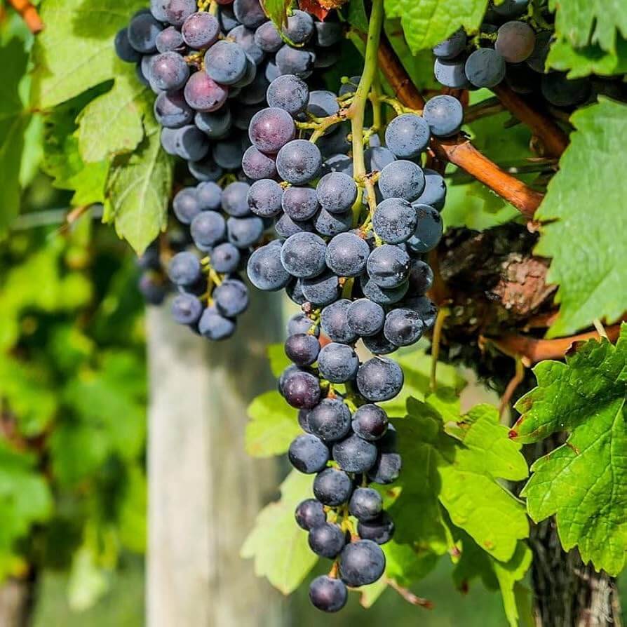 Grape Seeds – Uva Trepadoras