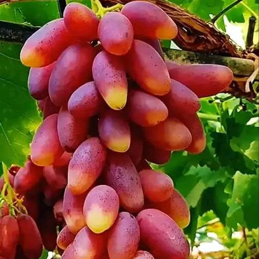 Grape Seeds – Gold Finger