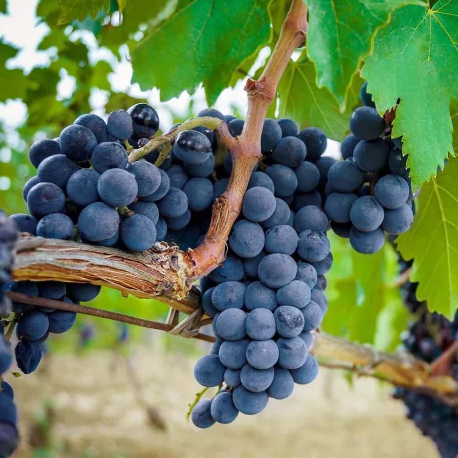 Grape Seeds for Planting | Buy Online USA