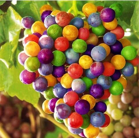 Grape Seeds – Rainbow