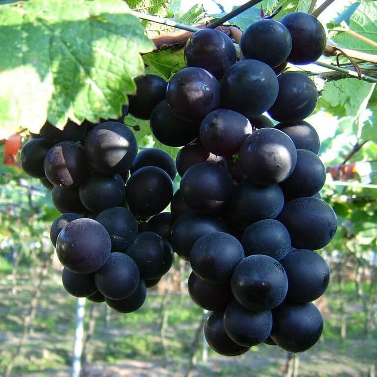 Grape Seeds – Black
