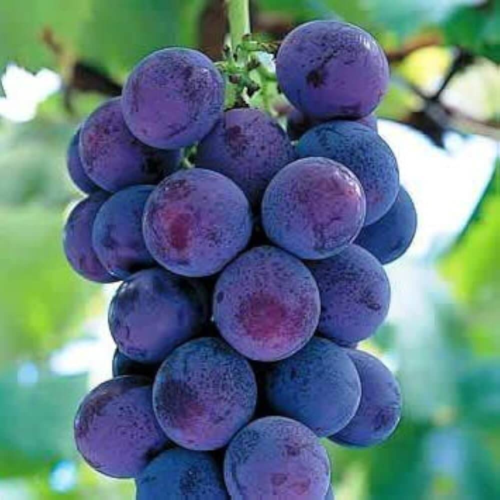 Grape Seeds – Blue Indigo