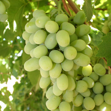 Grape Seeds – Cotton Candy